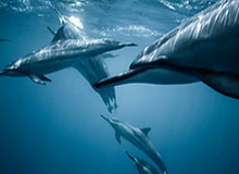 永州足协声明不再提出履行要求：“承诺夺冠送车”企业拿出10万元奖励